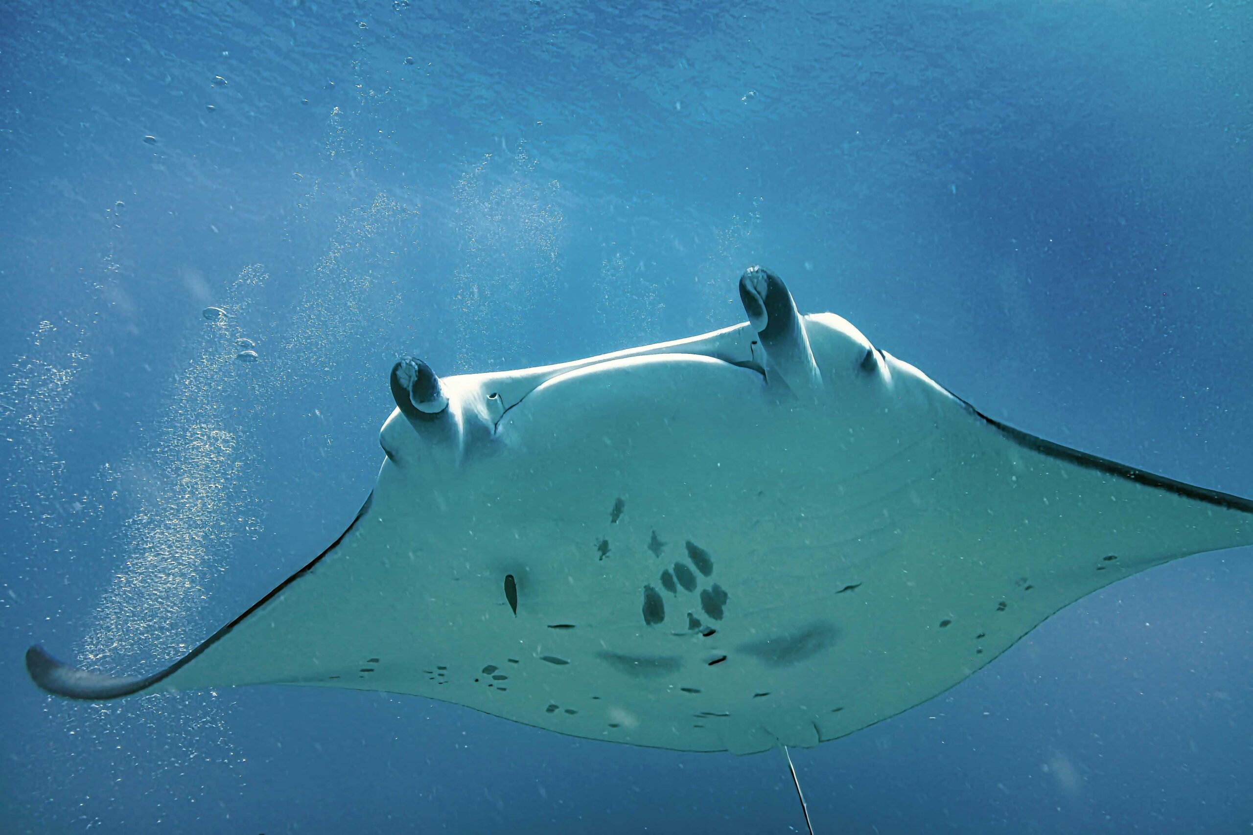 Foto de manta raya en Nusa Penida