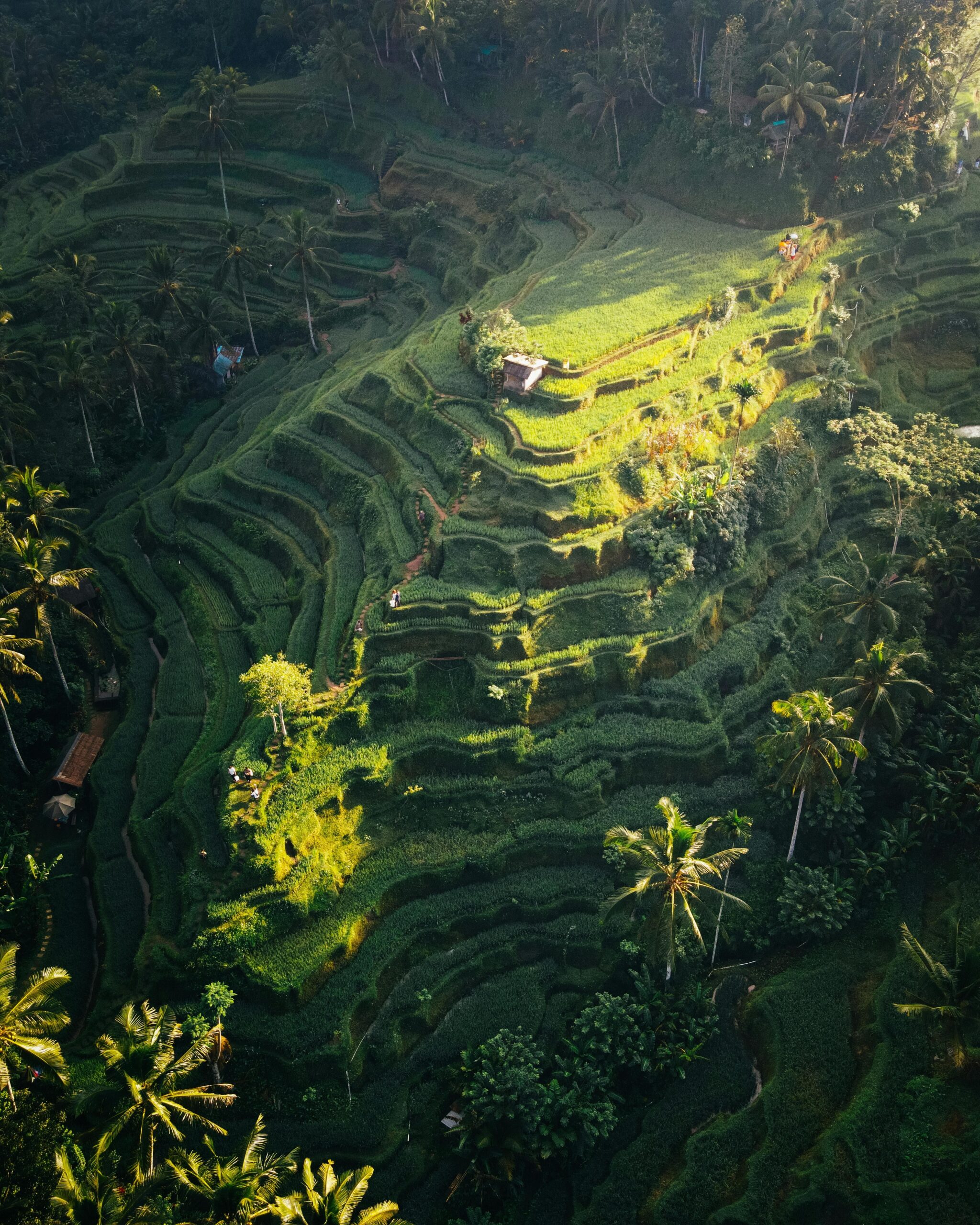 Foto de terrazas de arroz en Ubud