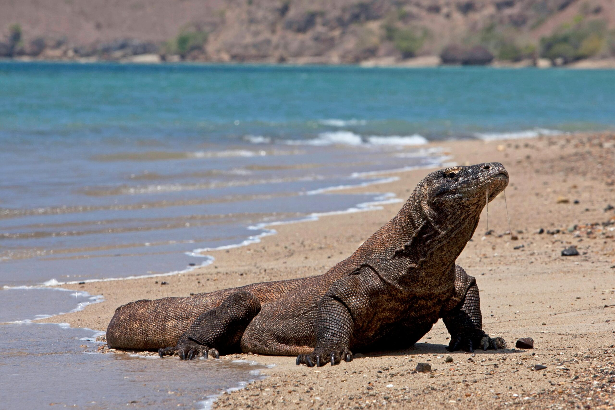 Foto de dragon de komodo en la playa