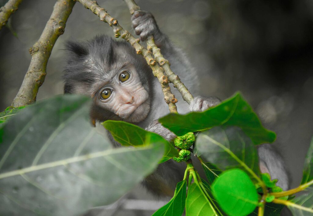 Foto de mono en Ubud