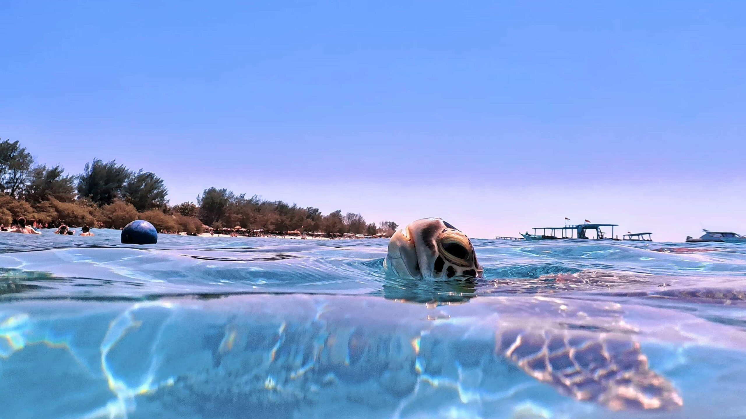 Foto de tortuga en Gili Trawangan
